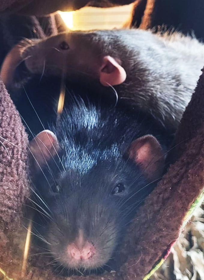 Two rats cuddling in a hammock